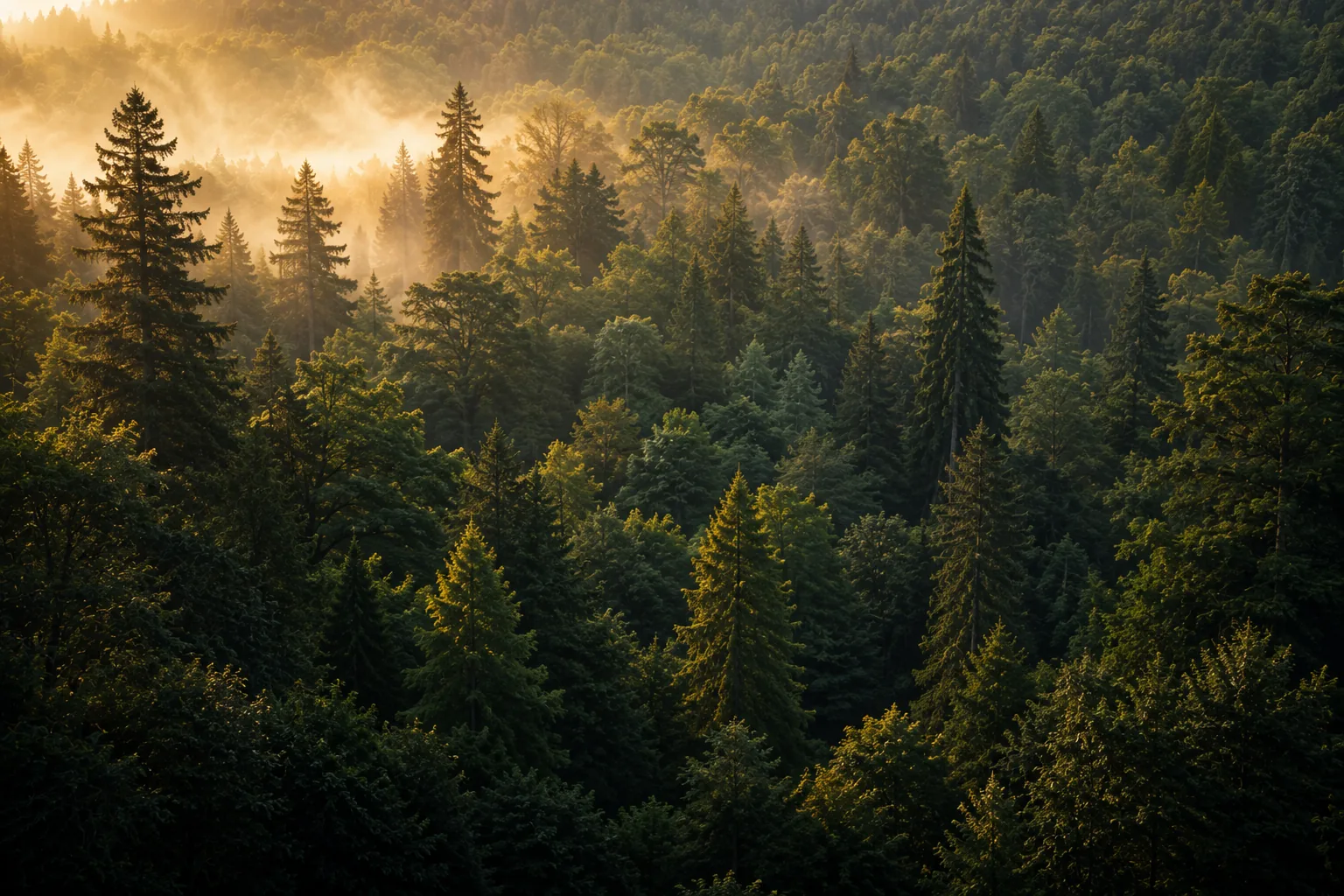 Floresta, símbolo de família, vínculo e comunidade